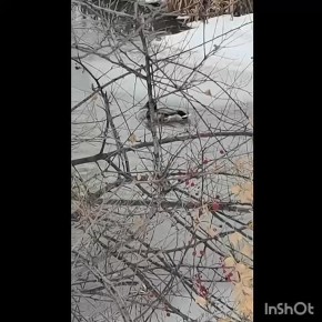 Благовещенцы обеспокоились здоровьем двух уток на реке Бурхановке