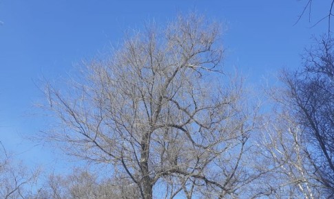 Прогноз погоды в Амурской области на 12 ноября