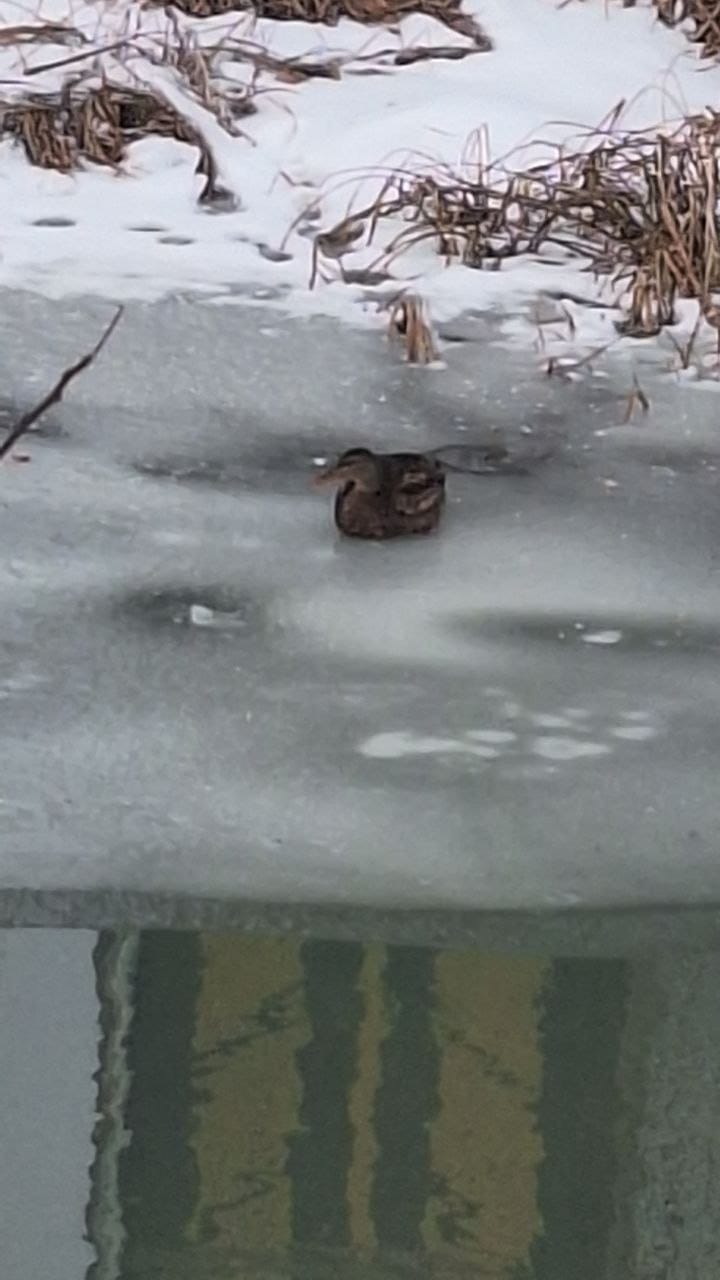 Двух уток регулярно видят на Бурхановке в Благовещенске Двух уток регулярно видят на Бурхановке в Благовещенске