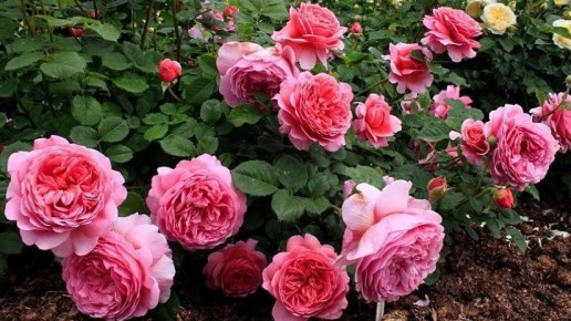 Как сульфат магния и дрожжи возвращают розам второе дыхание