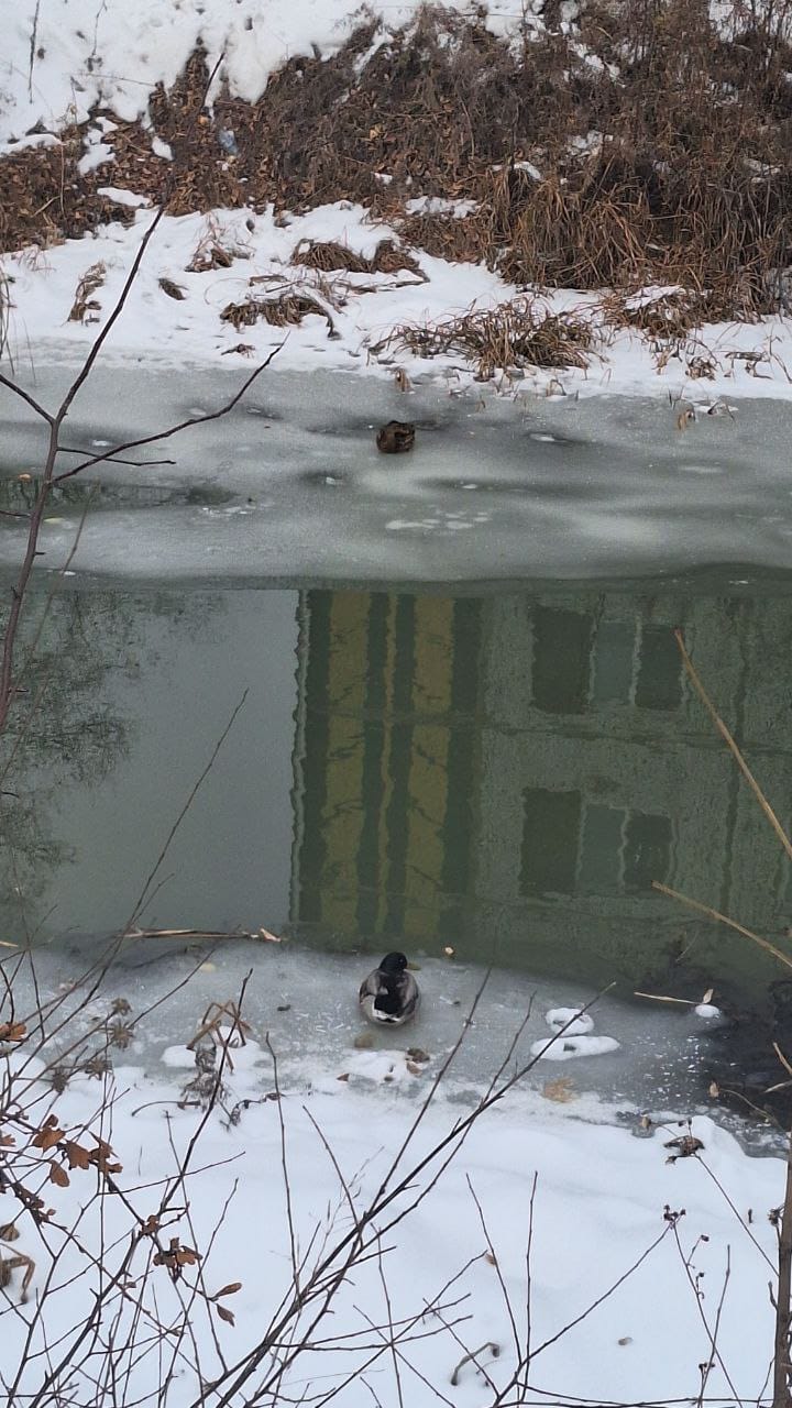 Двух уток регулярно видят на Бурхановке в Благовещенске Двух уток регулярно видят на Бурхановке в Благовещенске