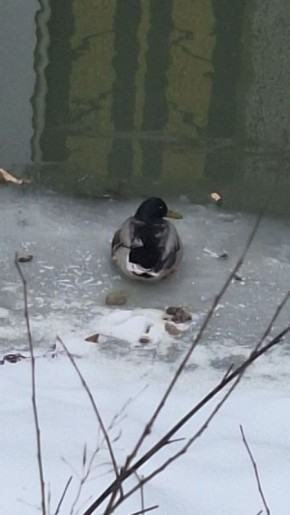 Двух уток регулярно видят на Бурхановке в Благовещенске