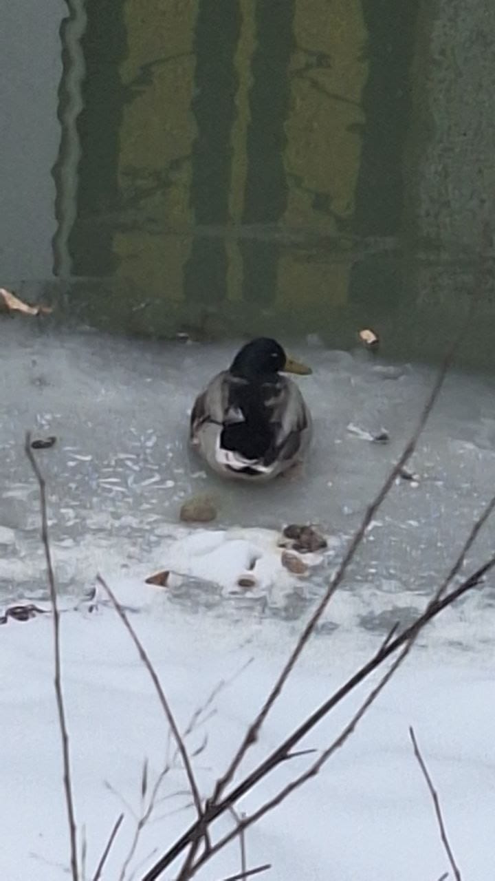 Двух уток регулярно видят на Бурхановке в Благовещенске