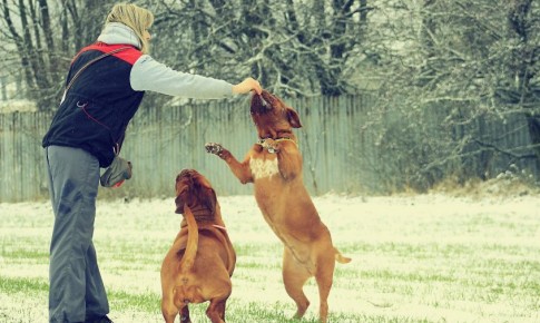 «Никто не мешает убирать за питомцами»: мэр Благовещенска — о развитии инфраструктуры для собачников