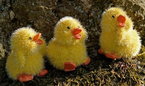 В Приамурье родилась первая тройня 2025 года