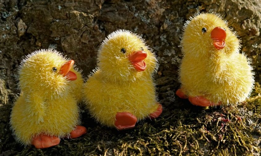 В Приамурье родилась первая тройня 2025 года