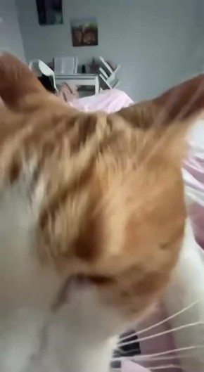 Доброе утро!. Ставьте , если тоже просыпаетесь под мурчание)