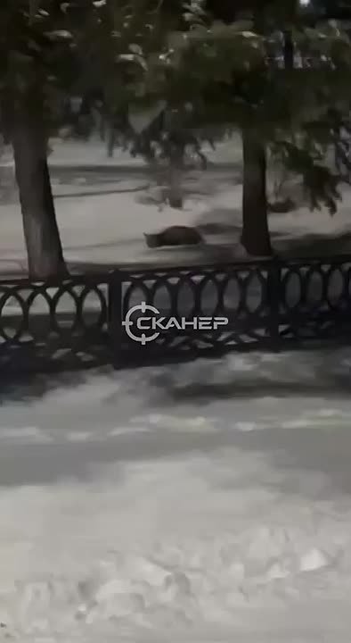 В Райчихинск забрела рысь. Горожане заметили дикую кошку на площади города