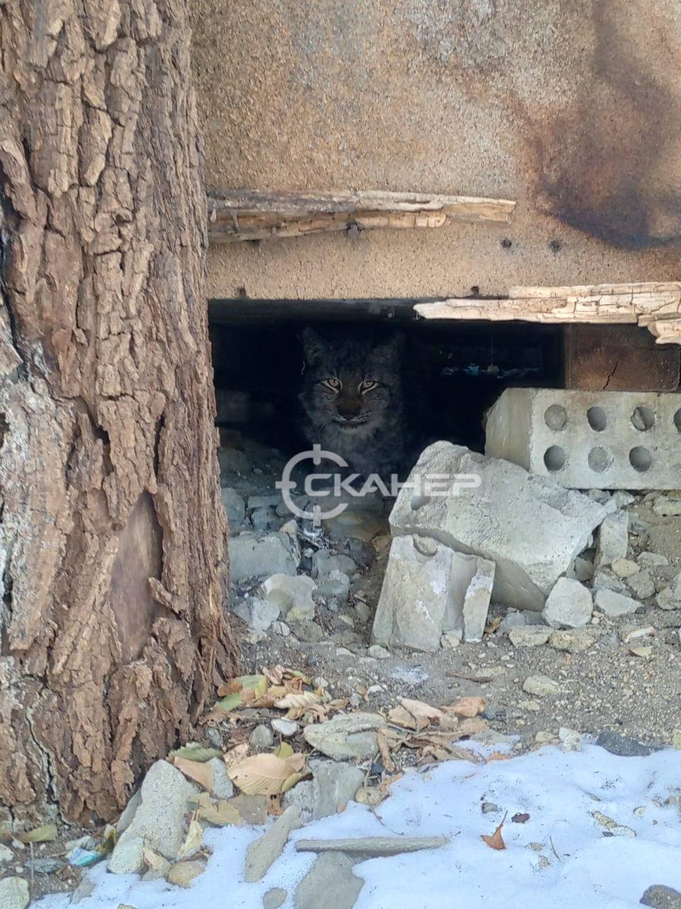 В Райчихинск забрела рысь. Горожане заметили дикую кошку на площади города В Райчихинск забрела рысь. Горожане заметили дикую кошку на площади города