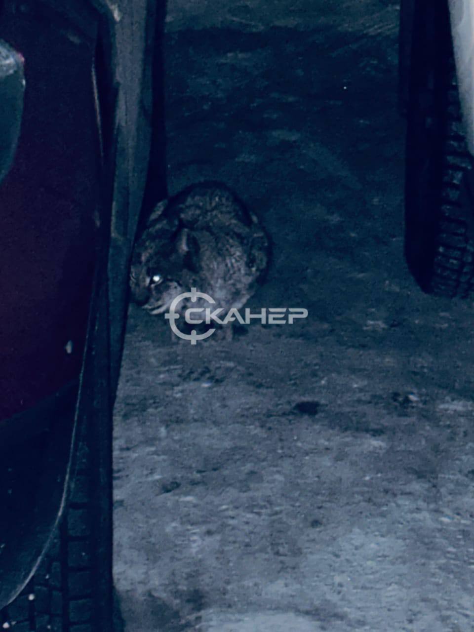 В Райчихинск забрела рысь. Горожане заметили дикую кошку на площади города В Райчихинск забрела рысь. Горожане заметили дикую кошку на площади города