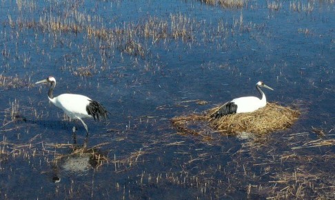 Журавли Снежинка и Подснежник благополучно добрались из Приамурья до места зимовки в Китае