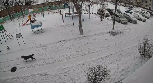 «Теперь боится выходить одна»: в Благовещенске собака напала на семилетнюю девочку на детской площадке