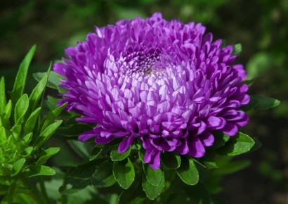 Как защитить астры от болезней после дождя и жары: советы для садоводов