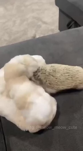 Доброе утро! . На кадрах профессиональная работа чистильщика мягкой мебели и ковров