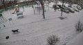 «Теперь боится выходить одна»: в Благовещенске собака напала на семилетнюю девочку на детской площадке