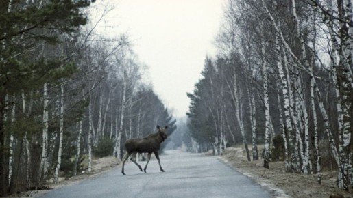 Самые важные действия водителя при встрече с дикими животными