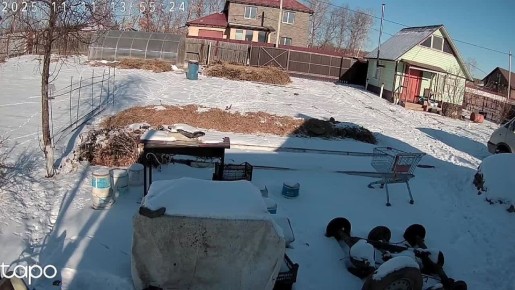 Фазаны начали искать пропитание во дворах частных домов жителей Приамурья