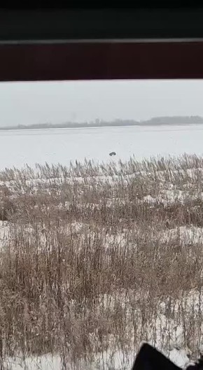 В Октябрьском районе лисица продемонстрировала невероятную концентрацию