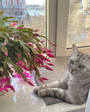 Кекс любит цветы. А вы?. Утренний кот от читателей @ampravda