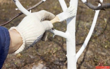 Почему побелка деревьев осенью и весной так важна для их здоровья?