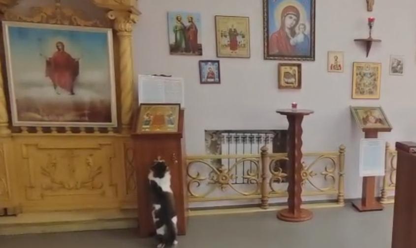 На освящении часовни в амурской Козьмодемьяновке кот «припал к кресту»