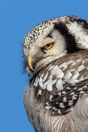 Совака - подозревака.. Ястребиная сова с подозрением оглядывает фотографа