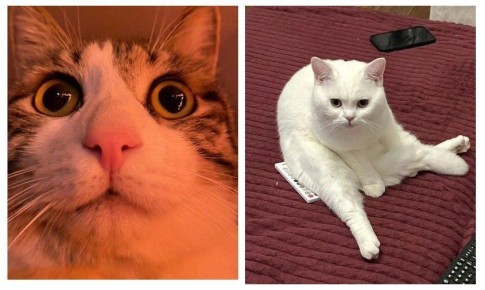 Приятное мурчание и никаких хлопот: амурчанам предлагают услугу «Подписка на кота»