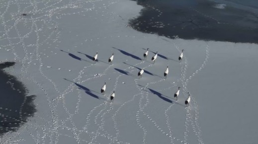 На птичку не жалко: амурский орнитолог собирает донаты для съемок фильма о знаменитой журавлихе Снежинке