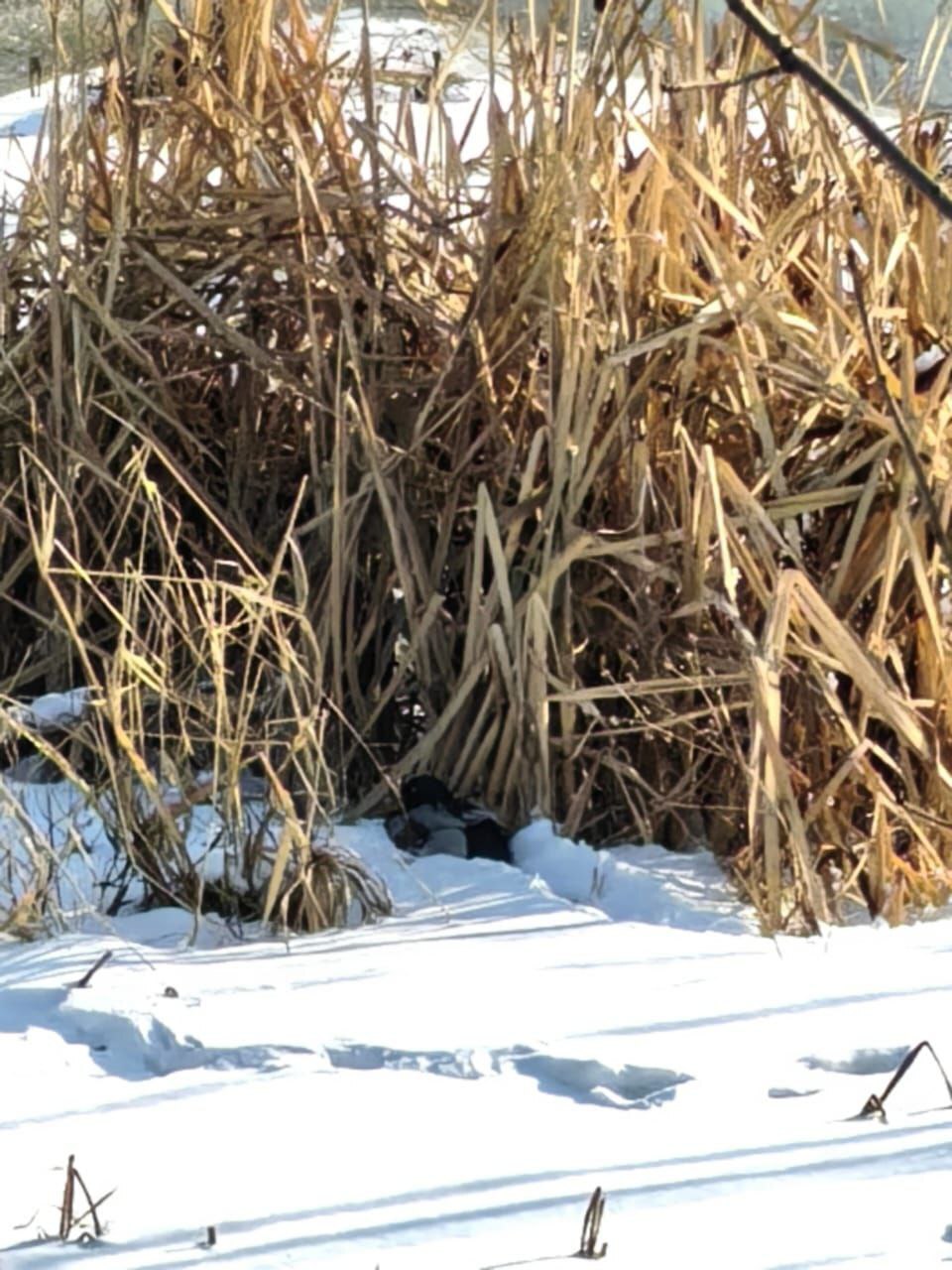 Так и не улетел: экологам удалось спасти птицу, которая не отправилась на юг