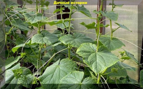 Гид по огуречному делу: советы для начинающих дачников