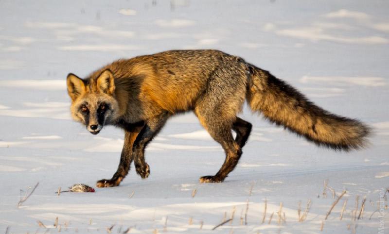 Плод нестандартной «любви»: в Приамурье заметили лисицу редкого окраса