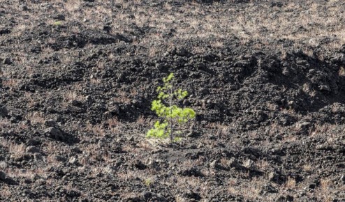 С амурского предприятия взыщут более 12 миллионов рублей за вред, причиненный почвам