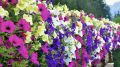 Как сделать петунии настоящим украшением вашего сада
