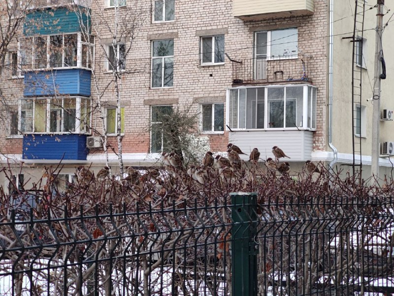 Прогноз погоды в Амурской области на 23 ноября. Местами сохраняется гололедица (ПАЗЛ):