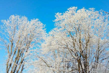 Аномально теплую погоду прогнозируют в Приамурье