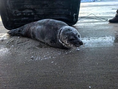 Покусанного до крови тюленя обнаружили на берегу вблизи Териберки в Мурманской области