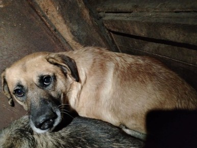 В Белогорском округе ищут хозяев собак, которых отловили на улицах во время самовыгула