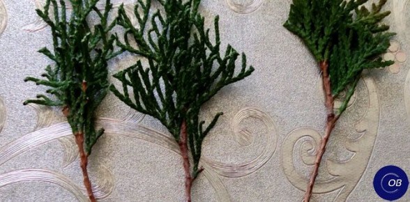 Как успешно укоренять хвойные растения: секреты от специалистов