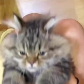 Доброе утро!. Этот котик своими волшебными лапками колдует вам хорошее настроение на последнюю неделю осени #АОТВ