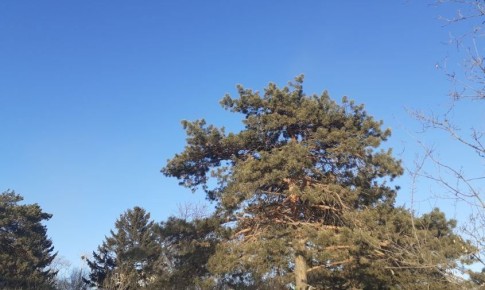 Прогноз погоды в Амурской области на 26 ноября (ПАЗЛ):