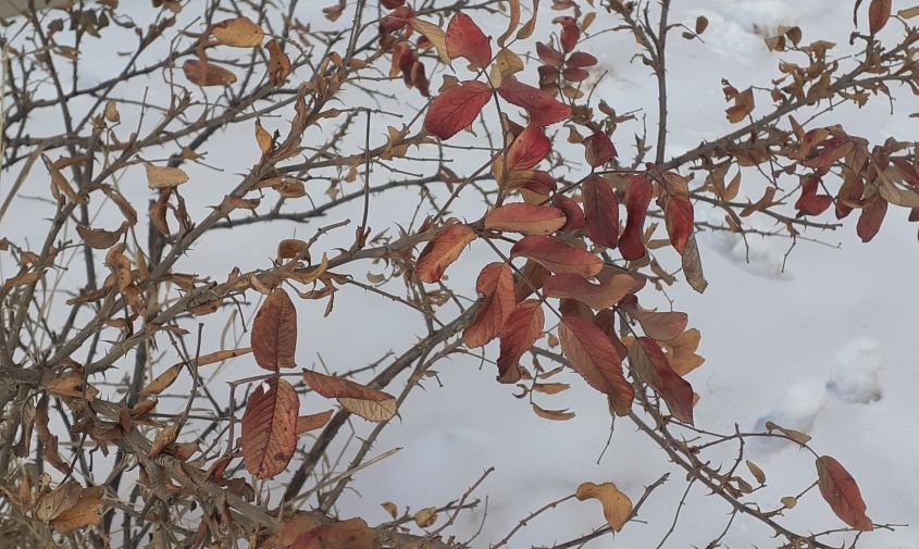 Два циклона и 35-градусные морозы: погода не побалует амурчан на этой неделе