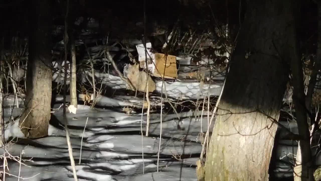 Спасательная операция для рыси: хищница больше суток просидела на дереве в селе Чигири