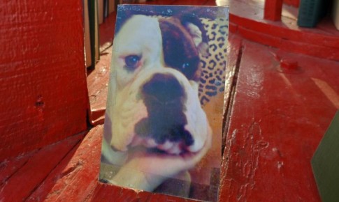 Любимая мордашка: в книгообменнике Благовещенска вновь нашли трогательную фотографию