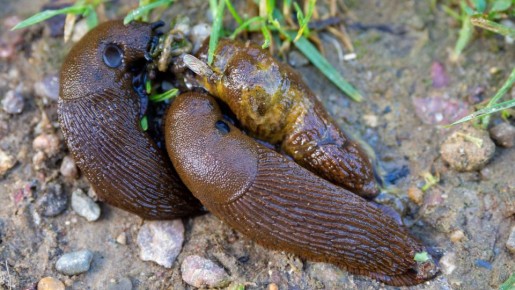 Слизни гибнут от этого продукта с кухни: соль, уксус и сода тут ни при чем