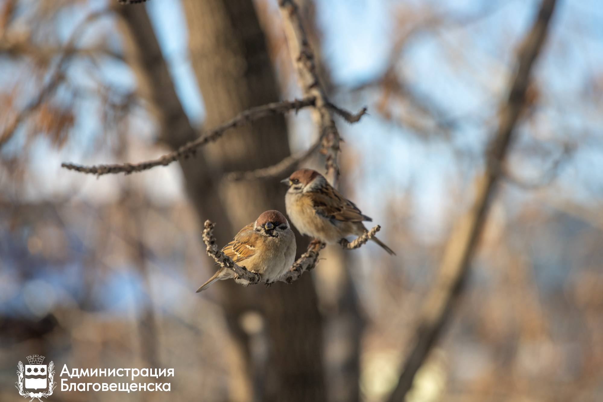 Прогноз погоды в Благовещенске на 27 ноября: