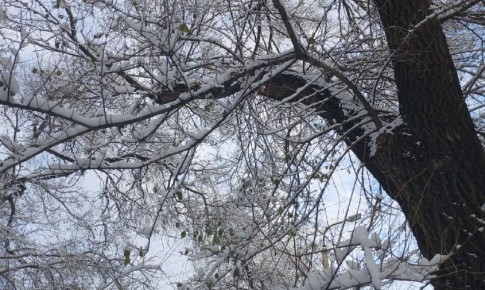 Завалит снегом: в выходные западный циклон накроет Приамурье