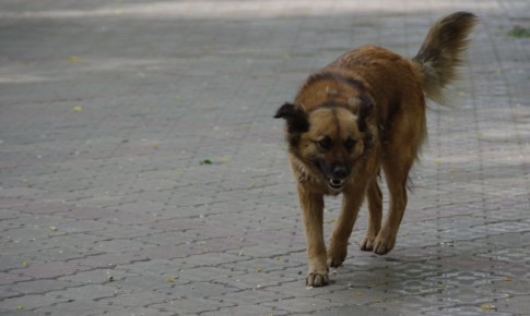 Боль, шок и уколы от бешенства: в Благовещенске подростка покусала бродячая собака