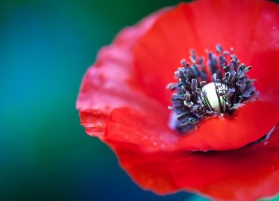 Погружение в мир мака: как вырастить этот уникальный цветок у себя на участке