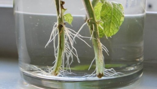 Обновленные методы укоренения черенков: от химии к природе