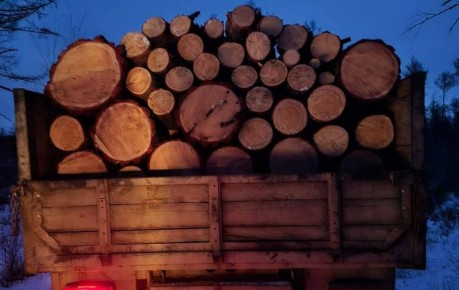 Жителю Сковородинского округа грозит до семи лет тюрьмы за сруб пяти лиственниц